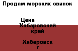 Продам морских свинок › Цена ­ 1 500 - Хабаровский край, Хабаровск г. Животные и растения » Грызуны и Рептилии   . Хабаровский край